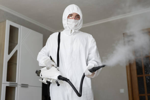 Mold Removal Services